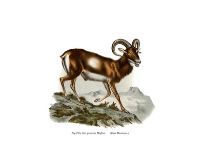 Europæisk Mouflon, 1860 af German School
